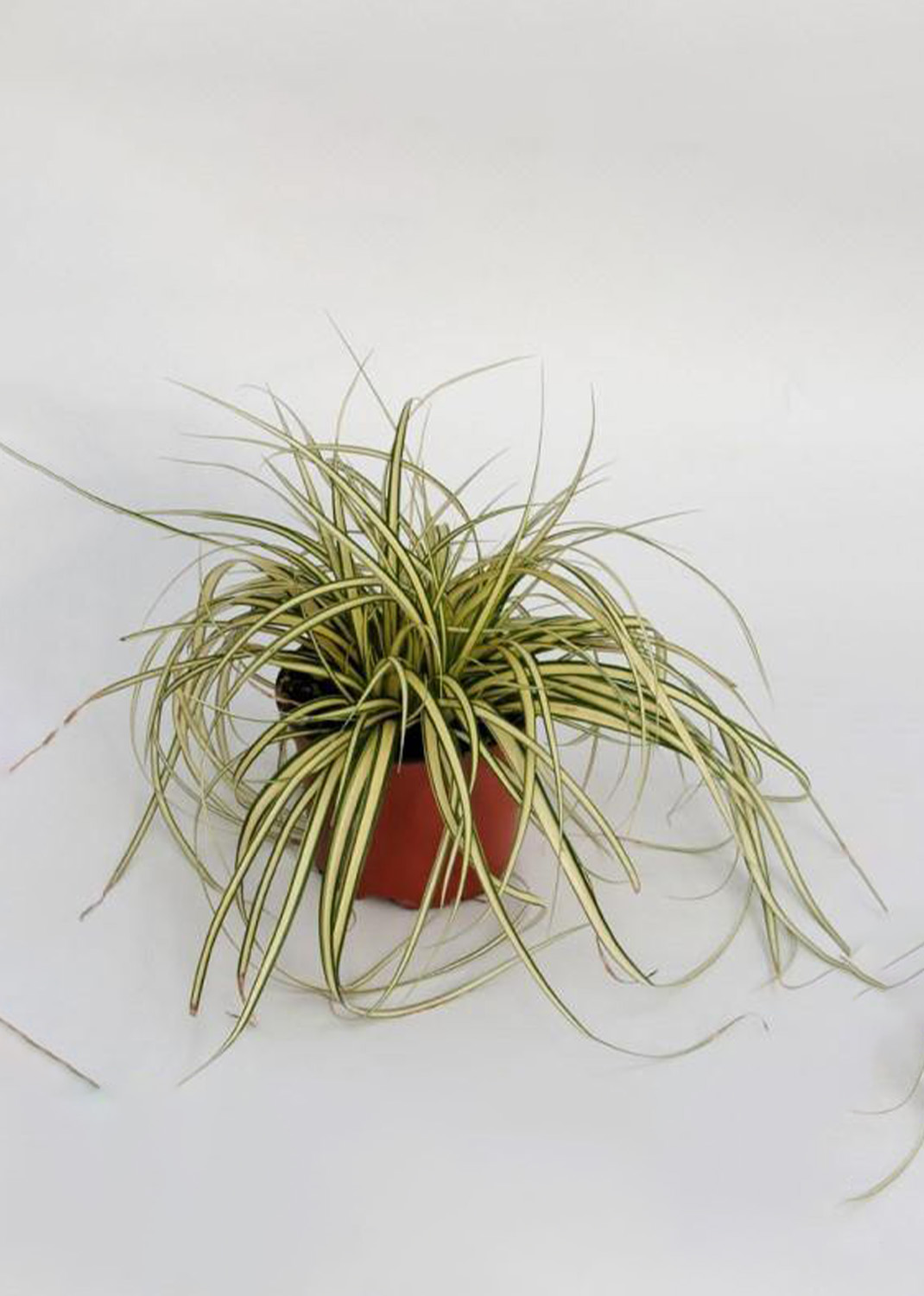 Carex Hachjioensis, EverGold