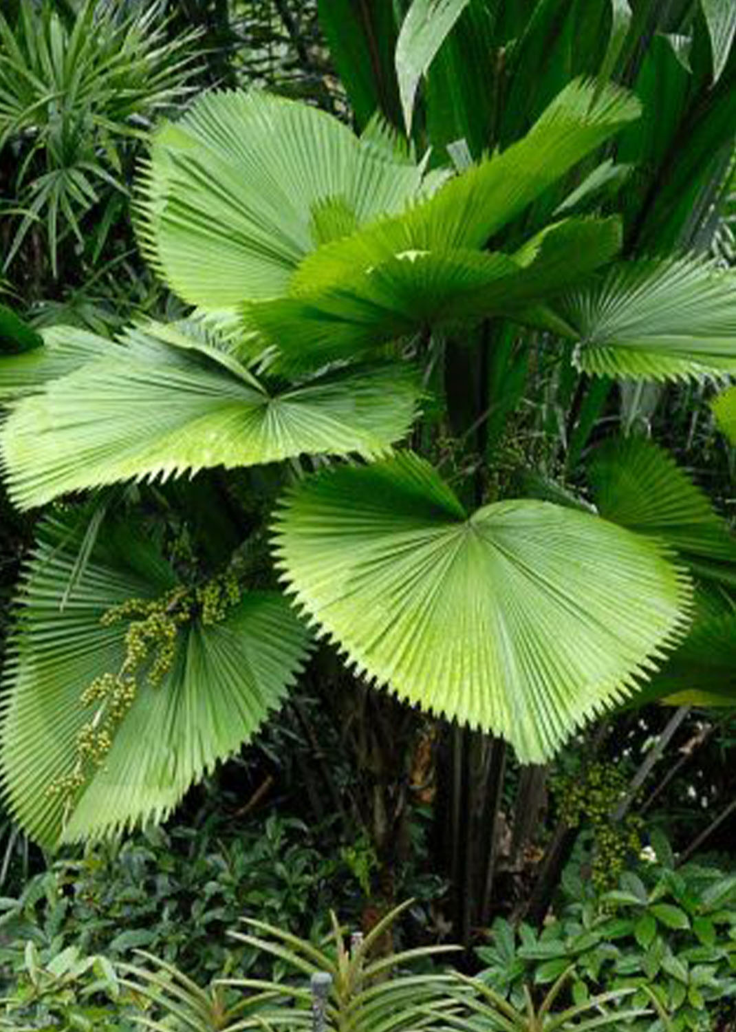 Fan Palm | Licuala