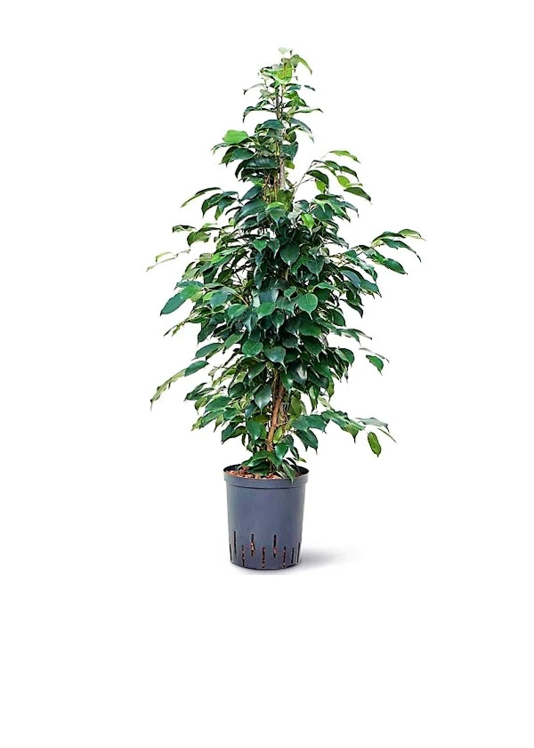 Ficus Benjamin Danielle, Weeping Fig {60cm/80cm}
