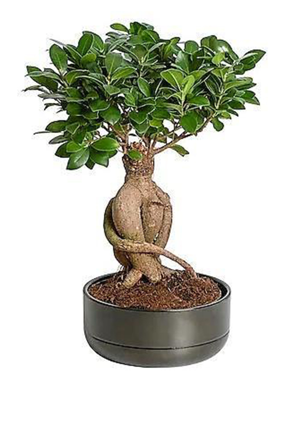 Ficus Ginseng Bonsai